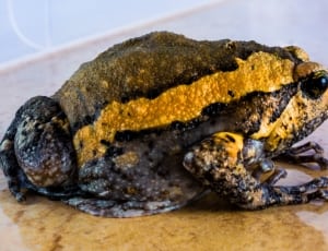 yellow and black frog figurine thumbnail