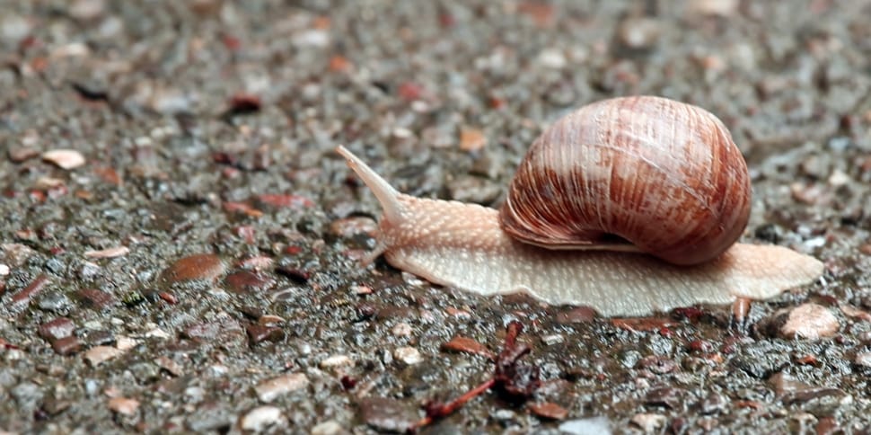 brown and white snail on gray soil preview