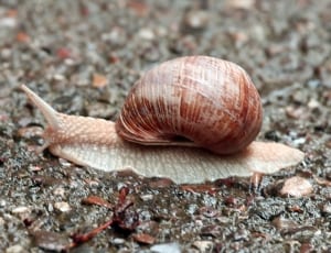 brown and white snail on gray soil thumbnail