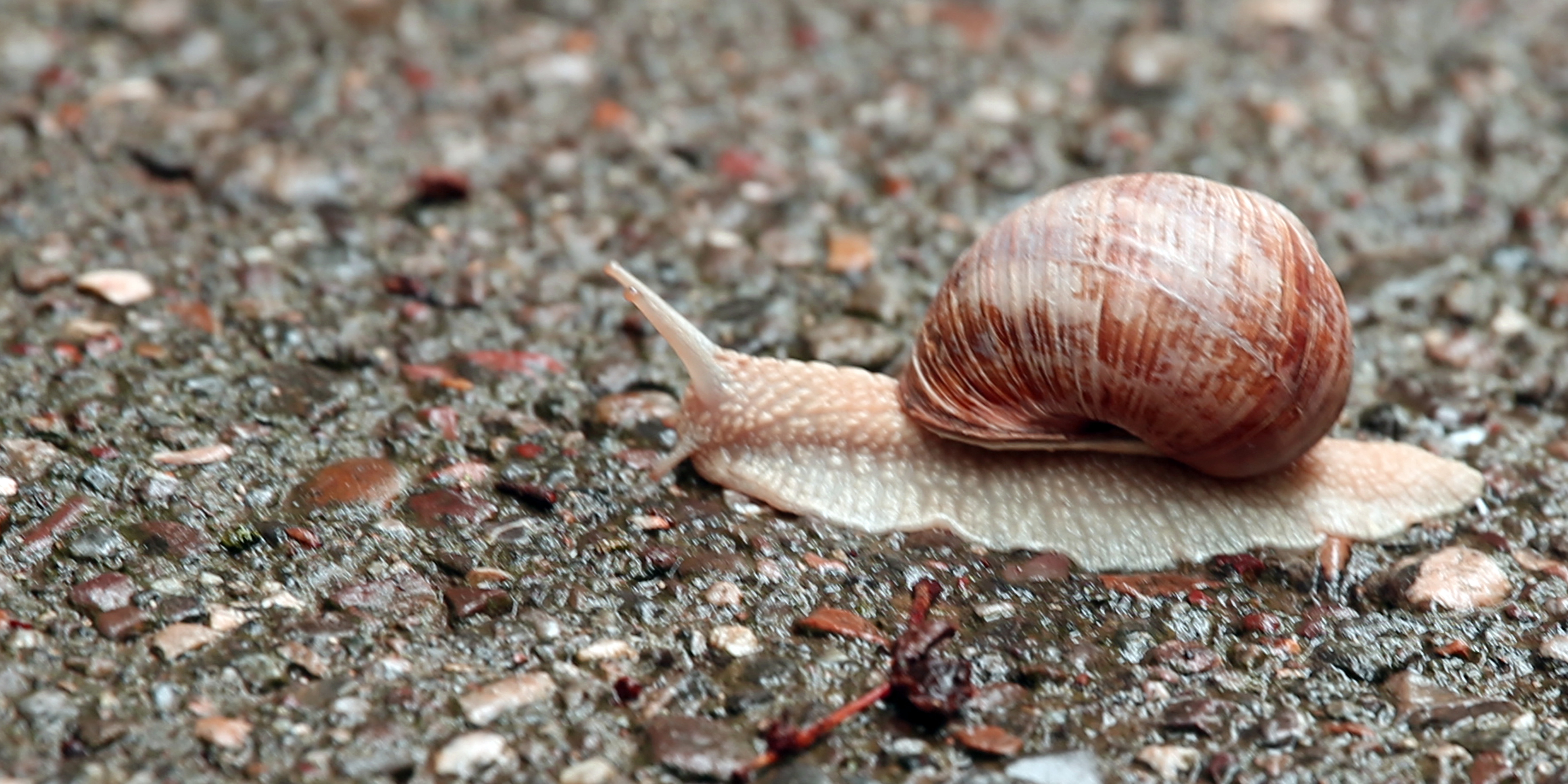 brown and white snail on gray soil