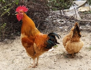 2 brown hens thumbnail