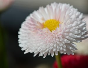 white clustered petaled flower thumbnail