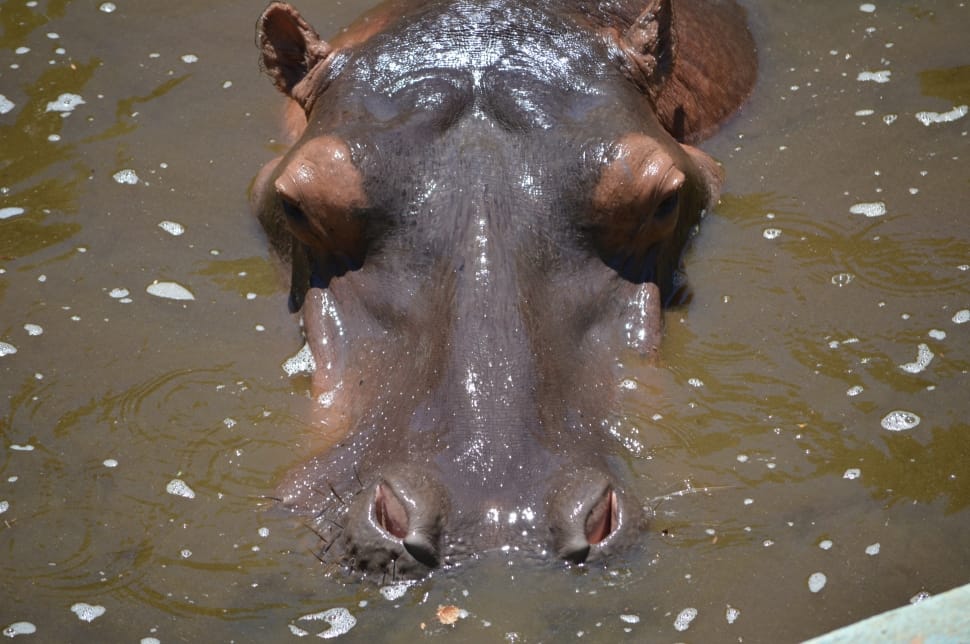 hippopotamus on water preview
