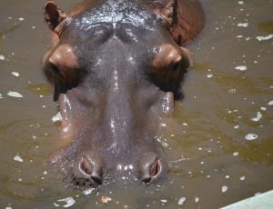 hippopotamus on water thumbnail