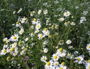 yellow and white petal flower field thumbnail