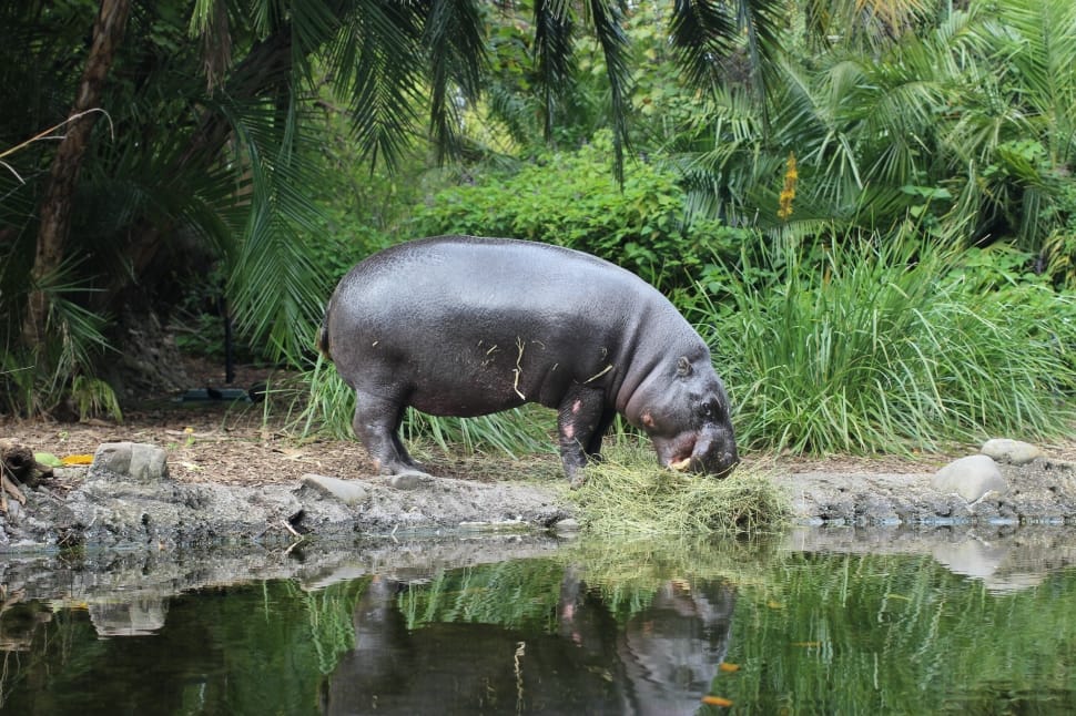 grey Hippopotamus beside body of water during daytime preview