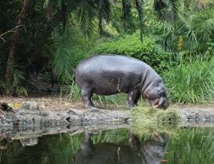 grey Hippopotamus beside body of water during daytime thumbnail