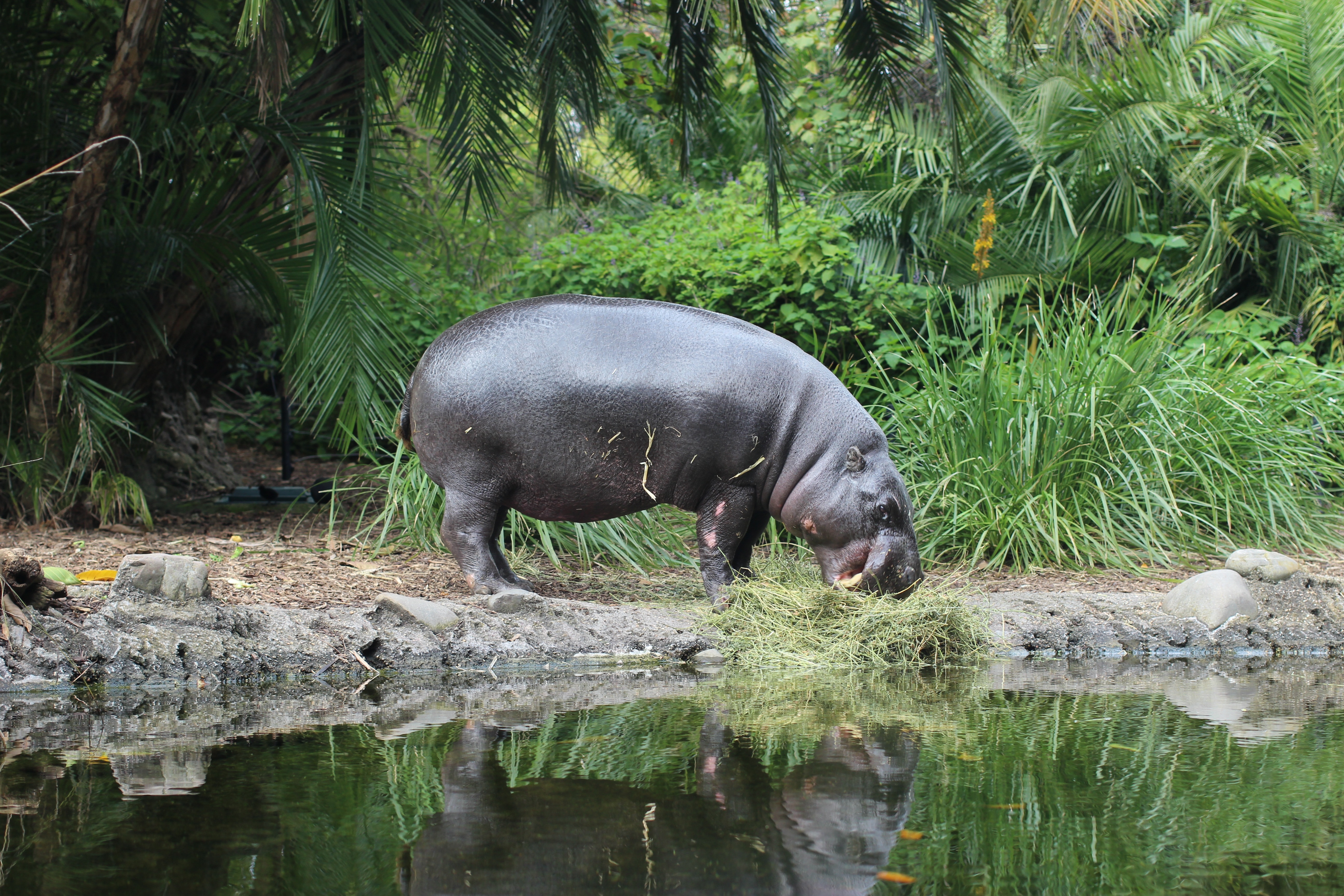 grey Hippopotamus beside body of water during daytime