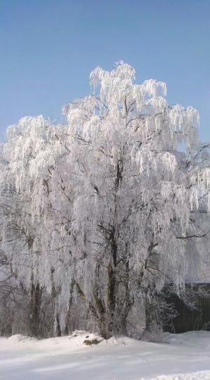 white winter trees thumbnail