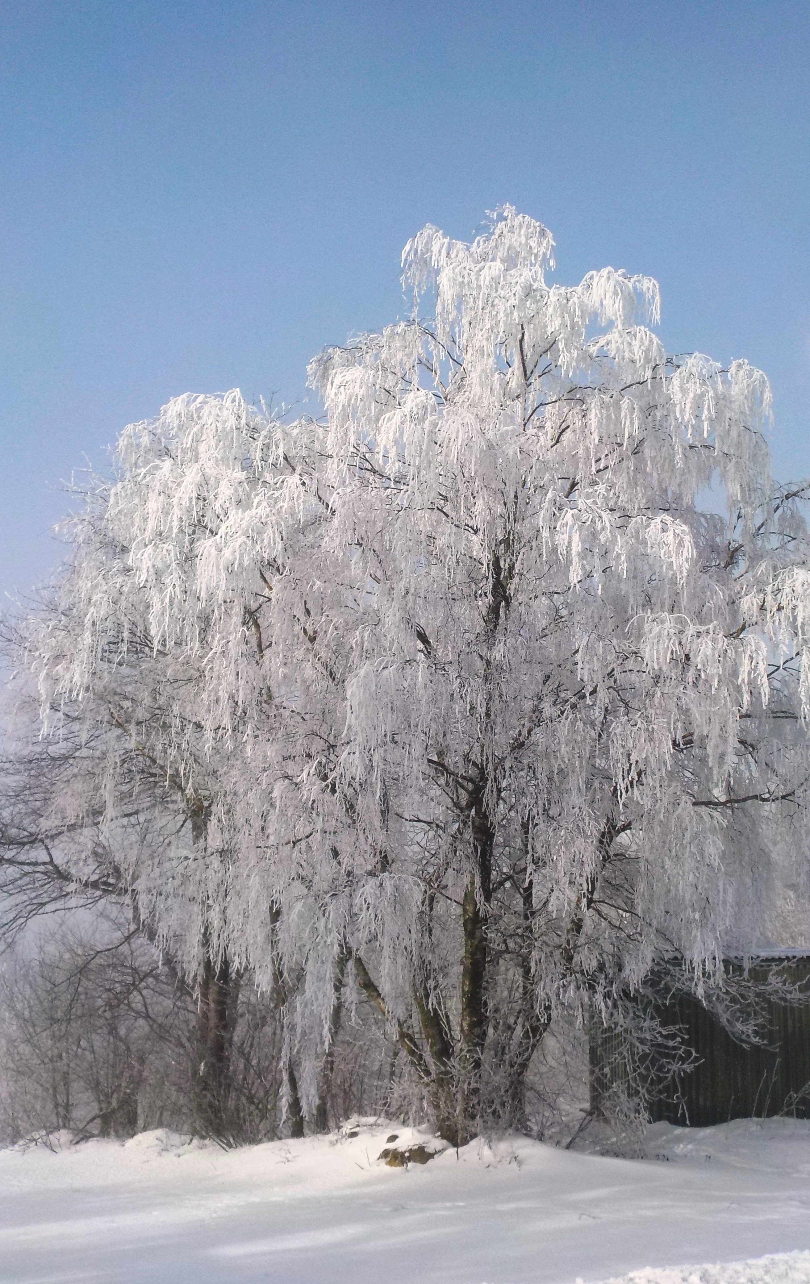 white winter trees