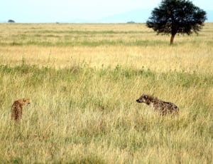 brown hyena and leopard thumbnail