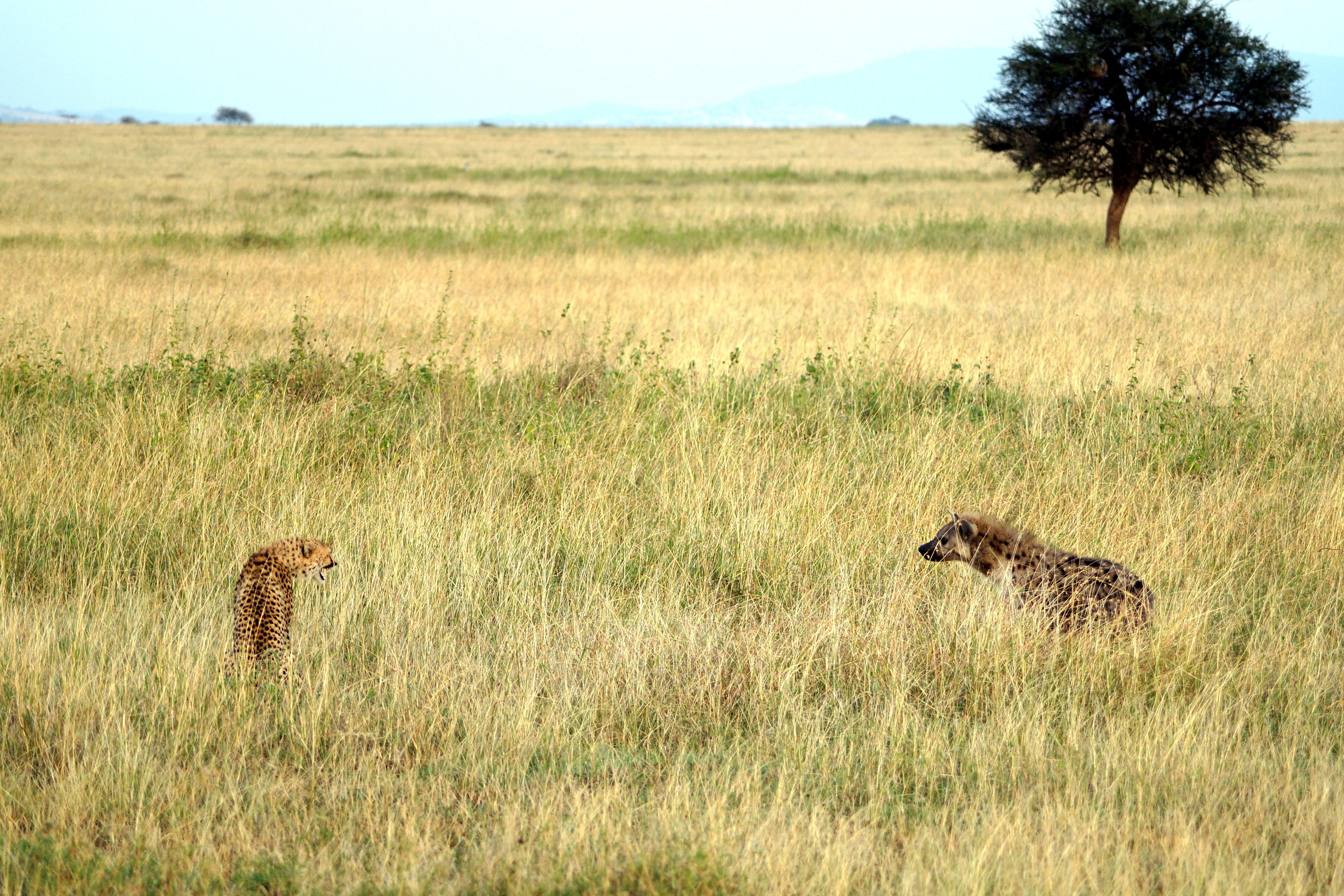 brown hyena and leopard