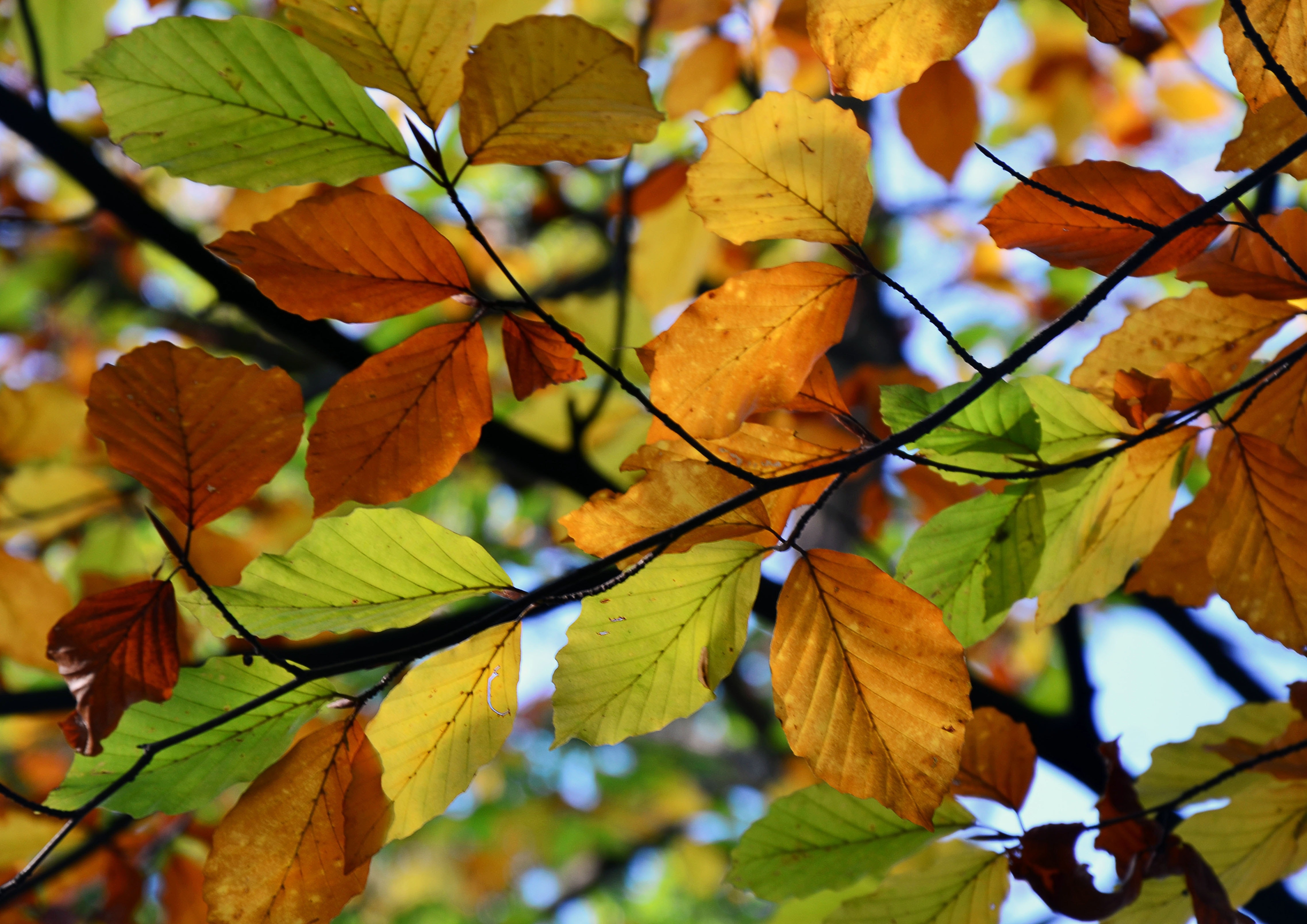 shallow focur photography of brown and green tree leaves