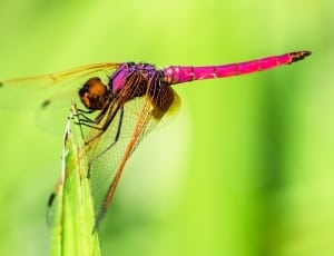 purple and brown dragonfly thumbnail