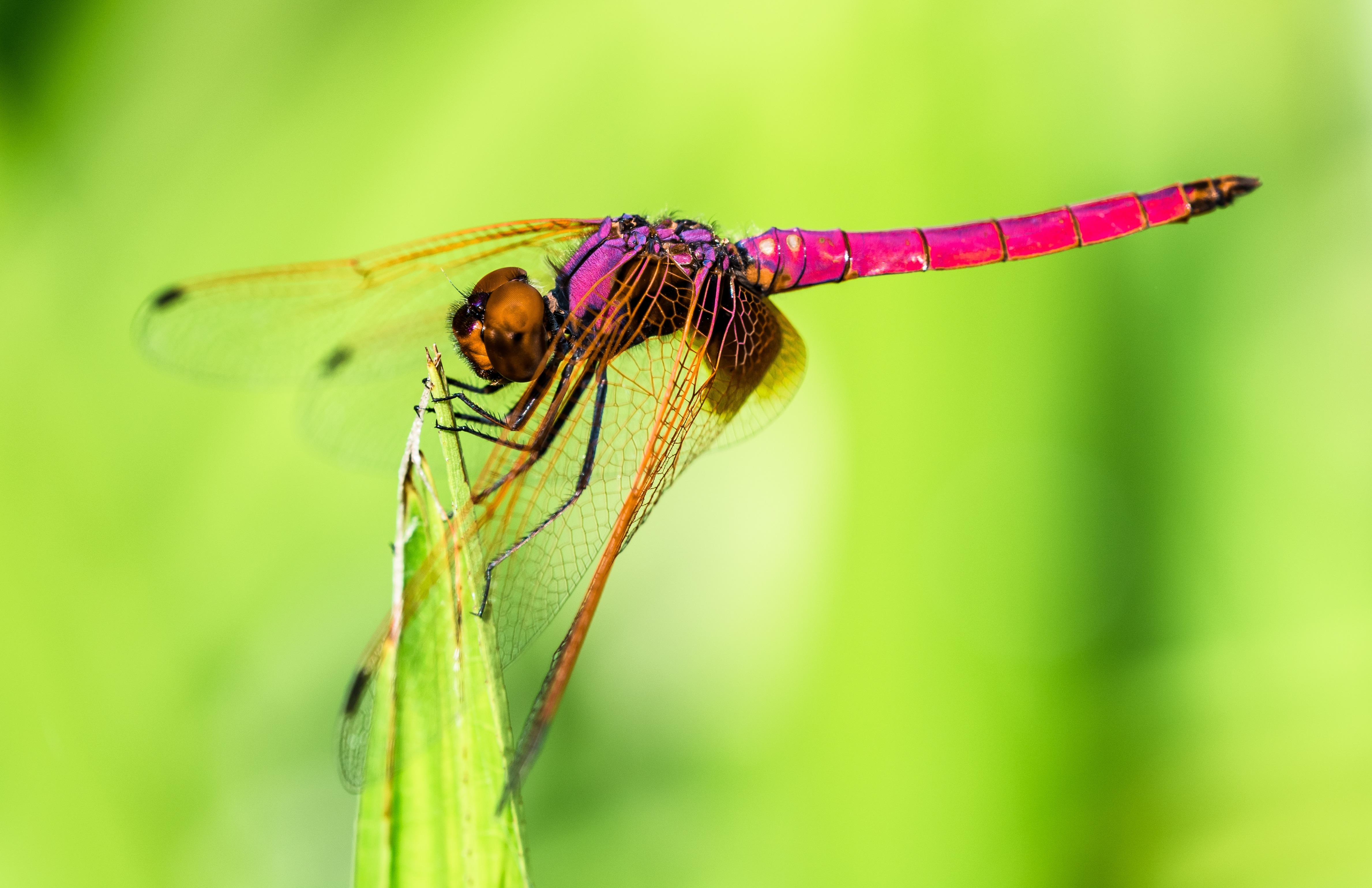 purple and brown dragonfly