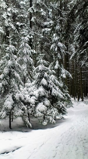 snow covered pine trees lot thumbnail