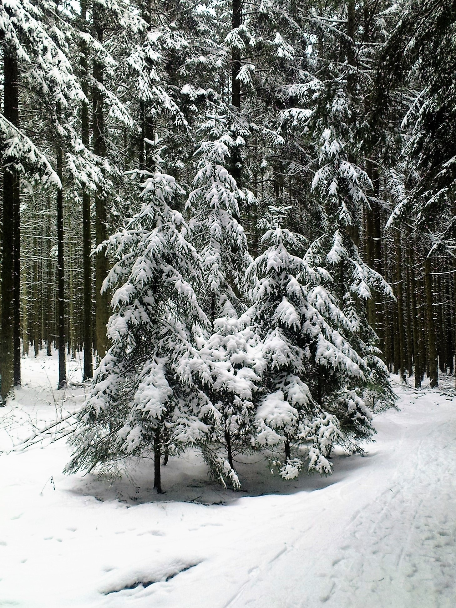 snow covered pine trees lot