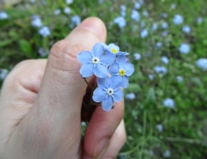 blue flowers thumbnail