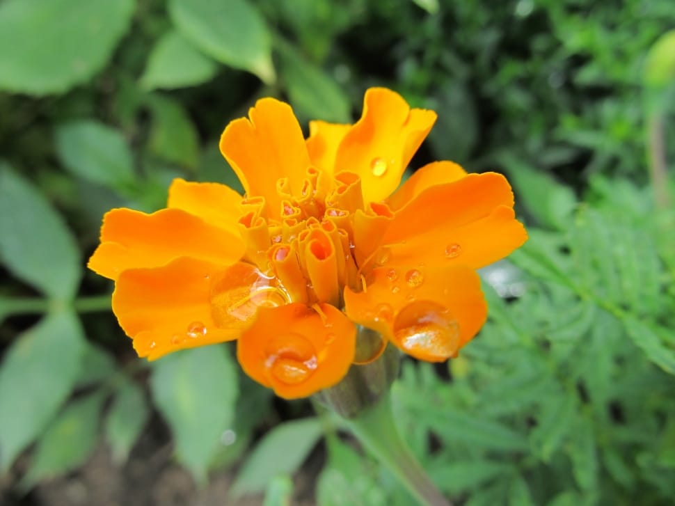 orange petal flower preview