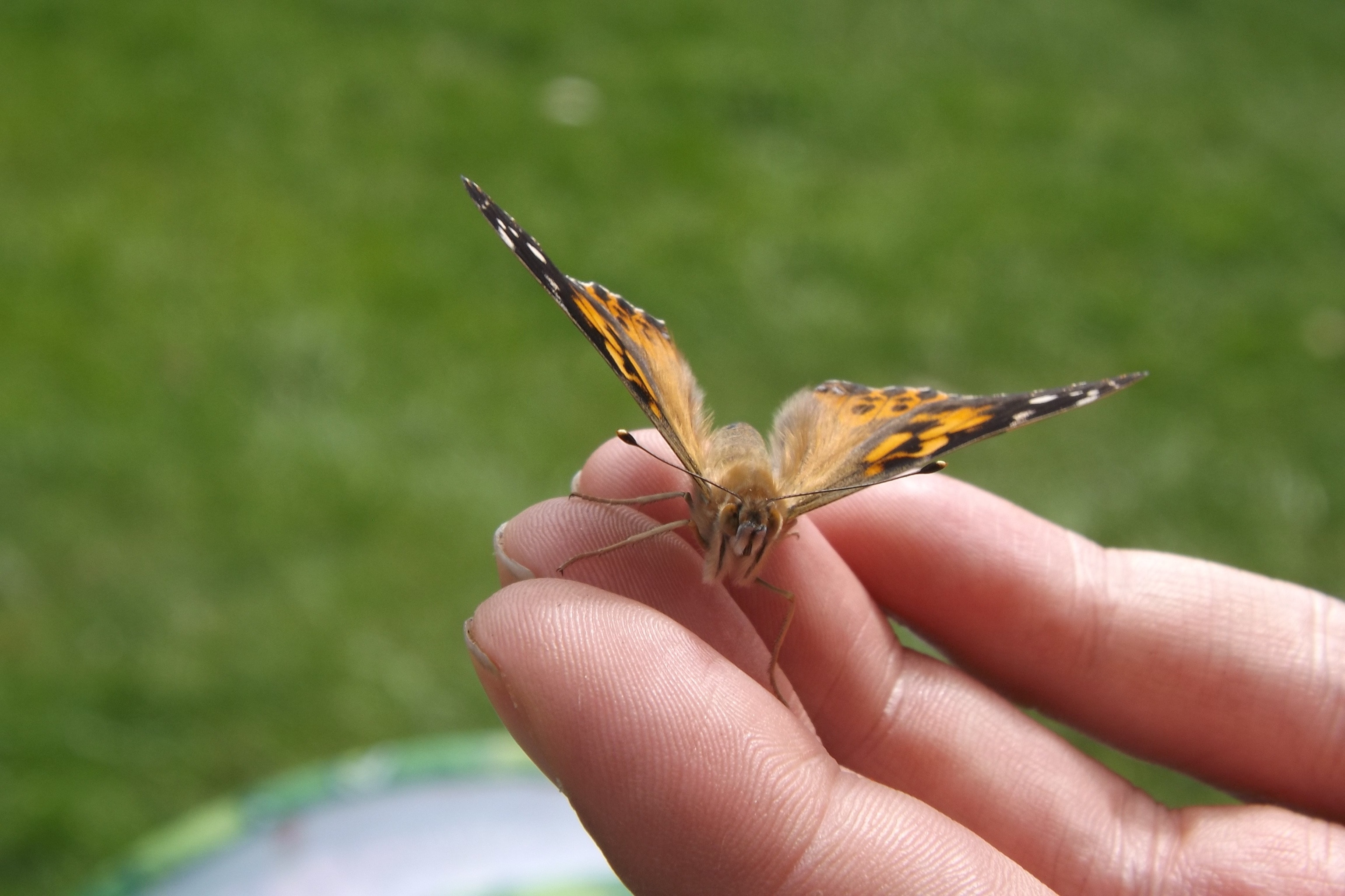 fritillary butterfly