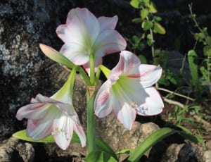 three pink and white petaled flowers thumbnail