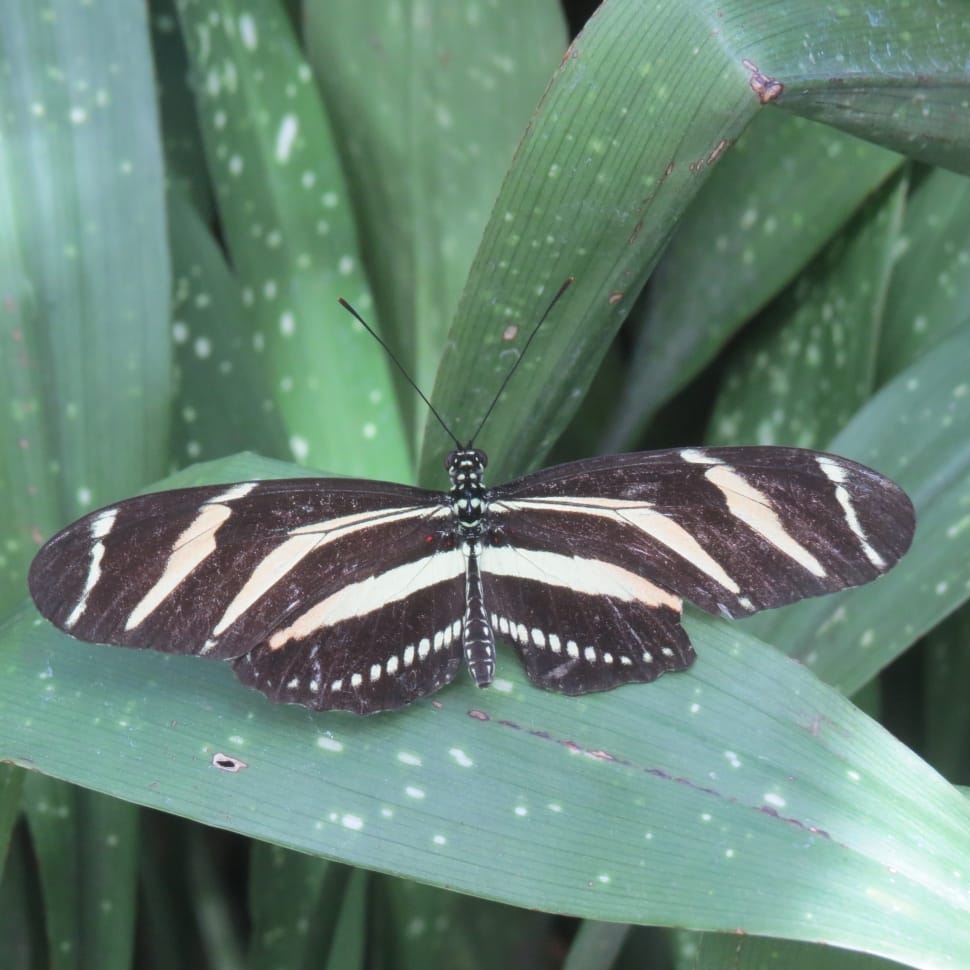 zebra longwing butterfly preview