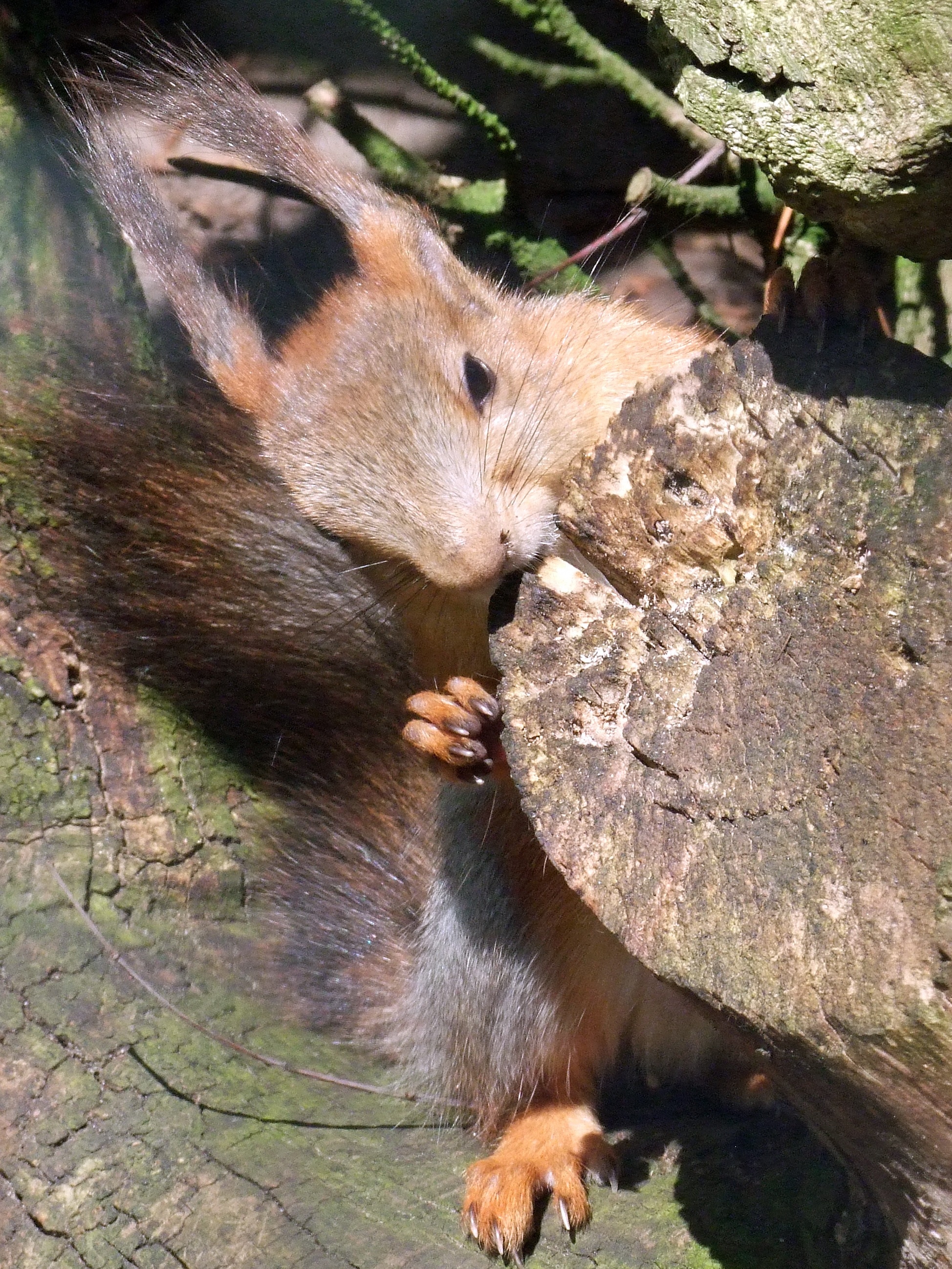 brown and grey squirrel