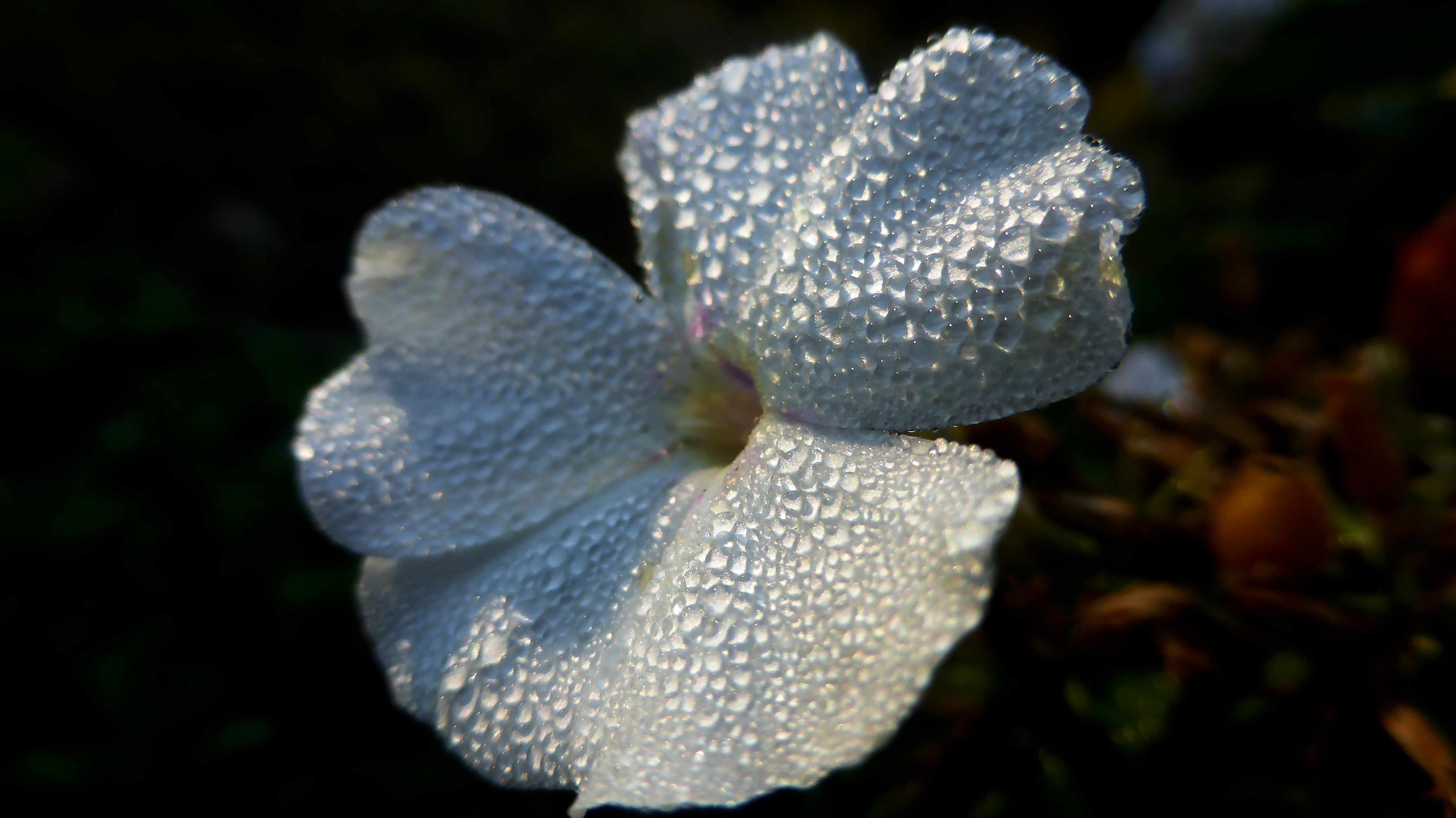 white petaled flower