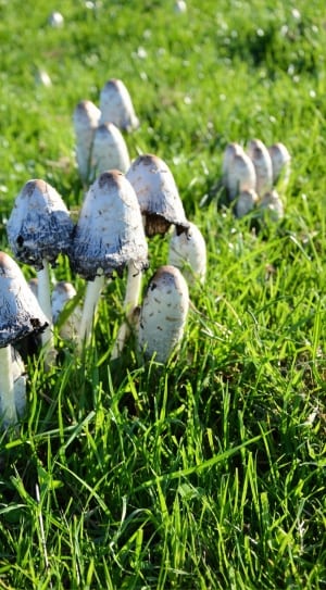 gray mushroom lot thumbnail