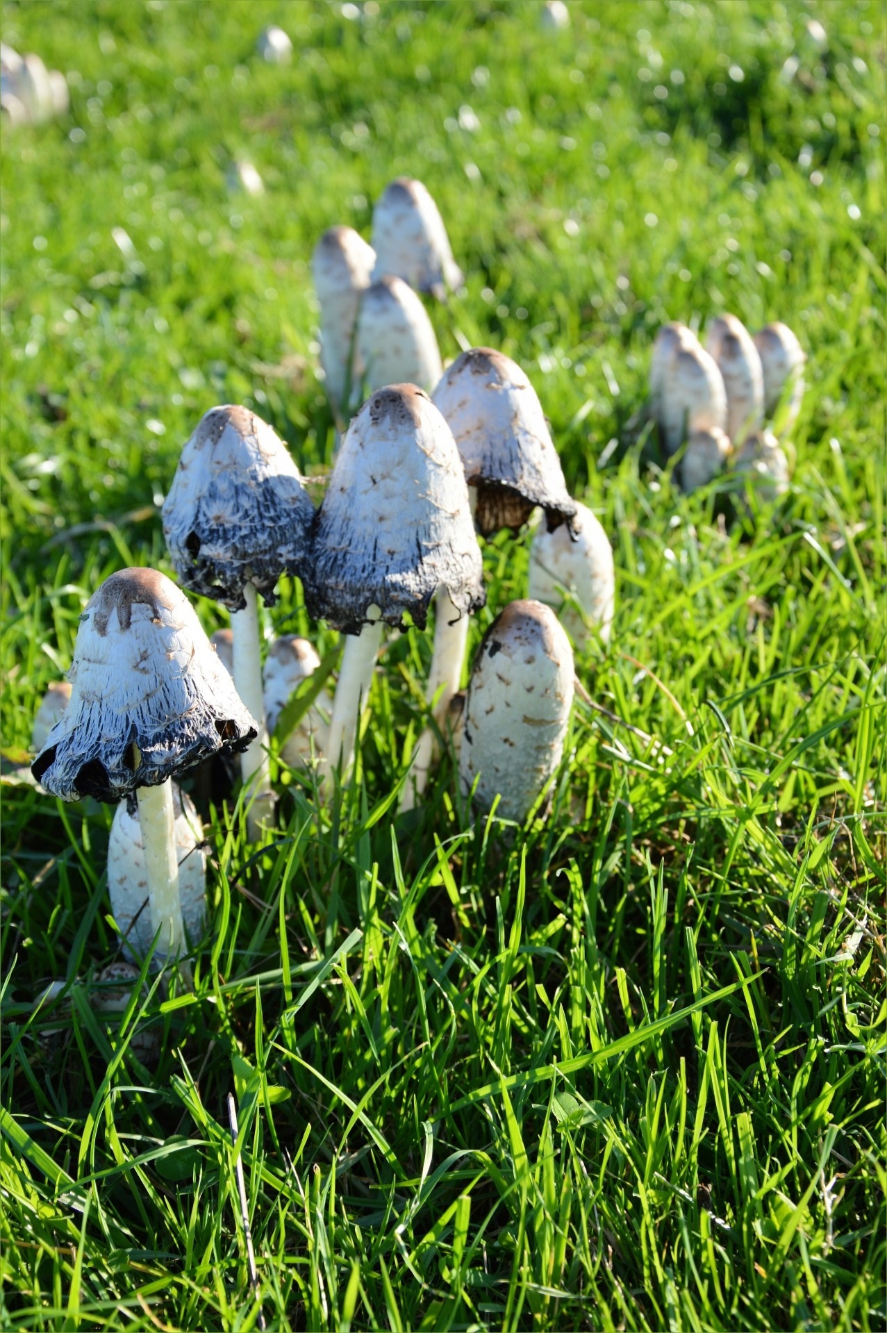 gray mushroom lot