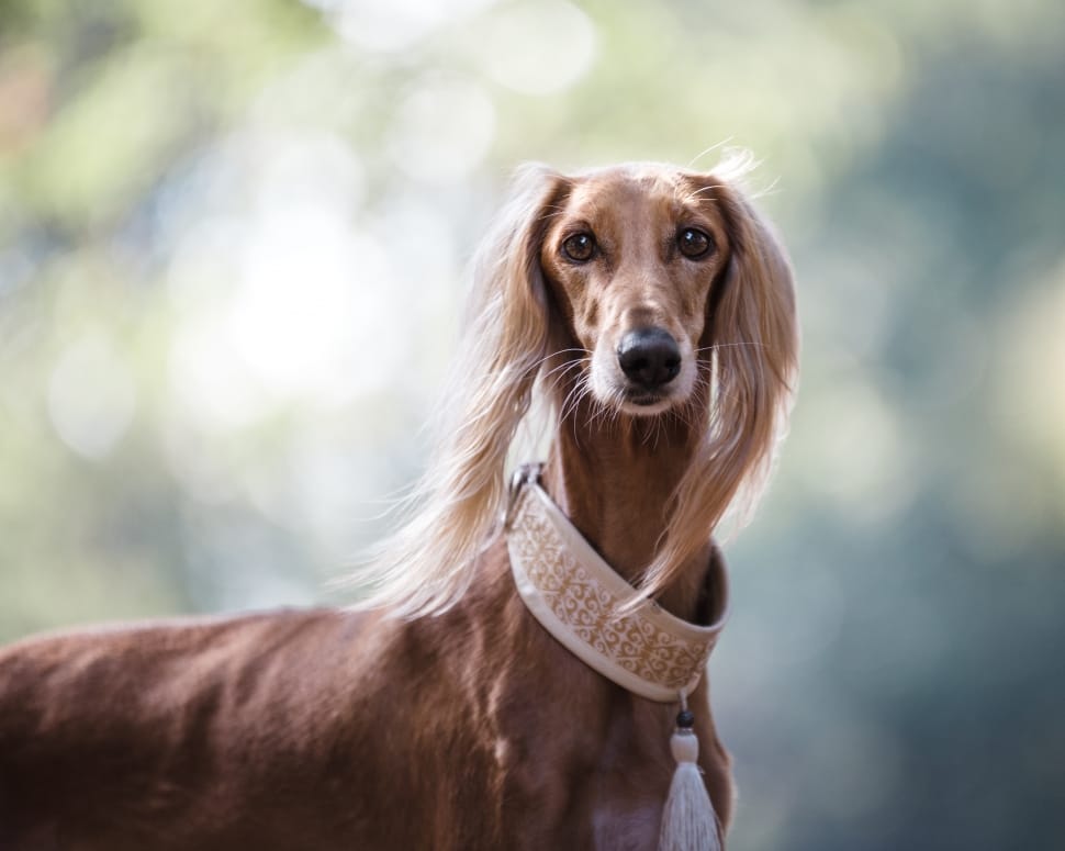 selective blurry photography of tan saluki during daytime preview
