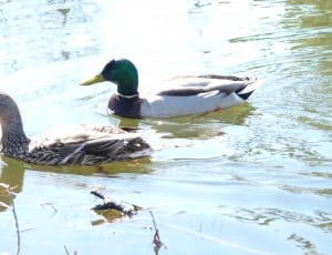 body of water and 2 ducks thumbnail