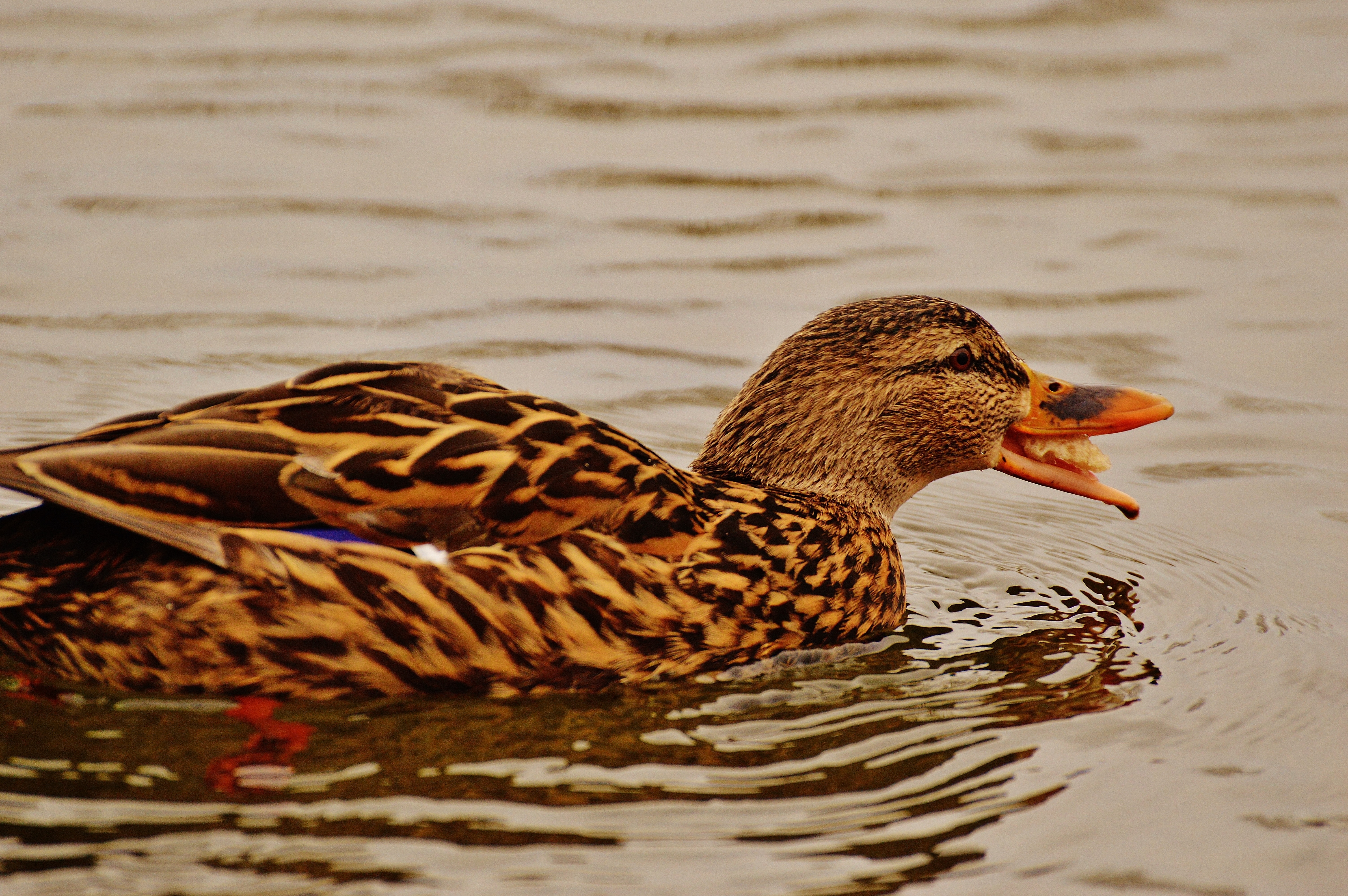 brown and yellow duck