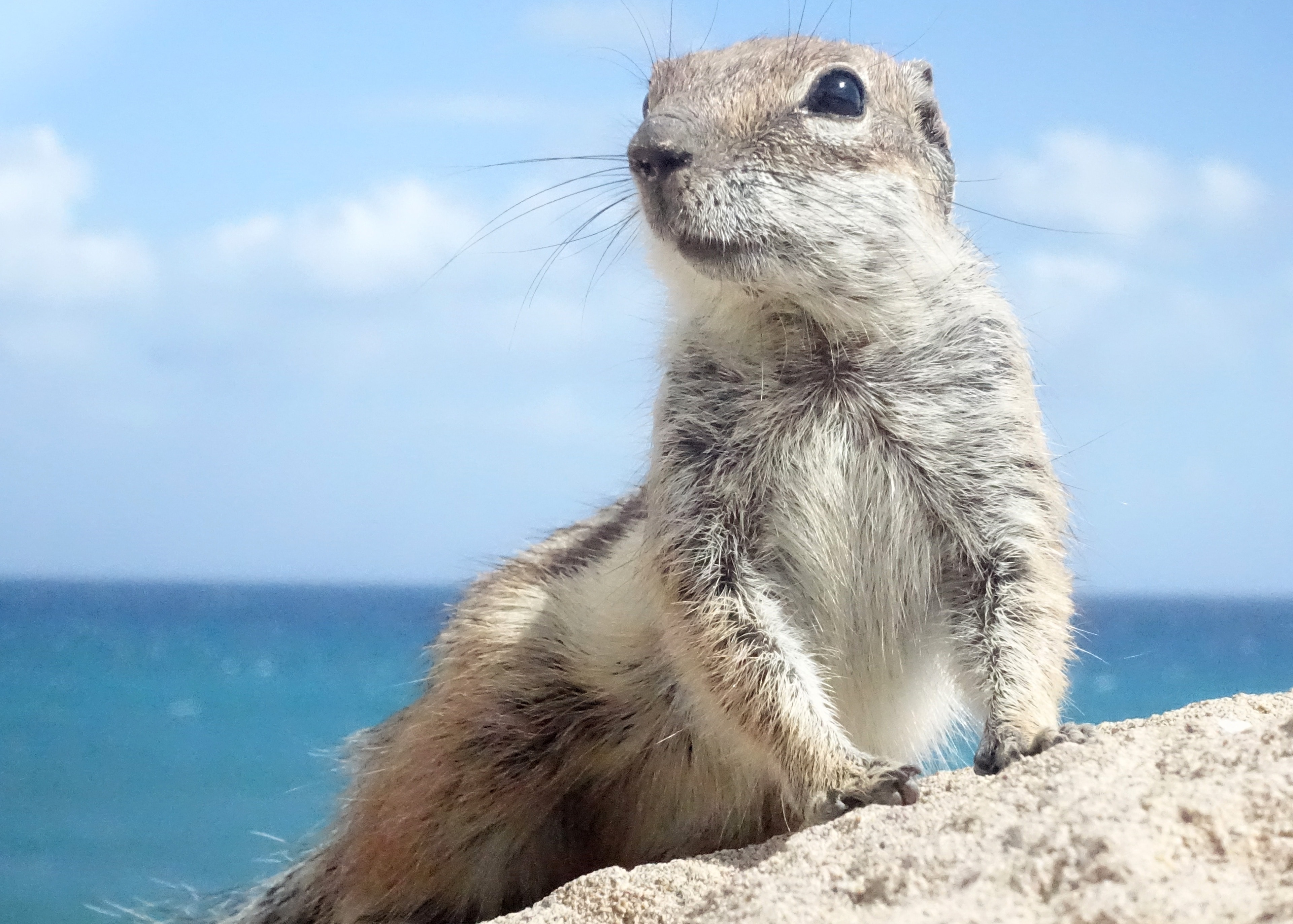 brown squirrel on rock near body of water