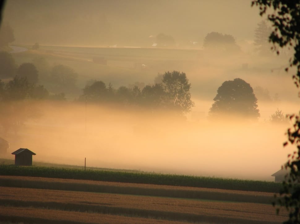 green field with fog preview
