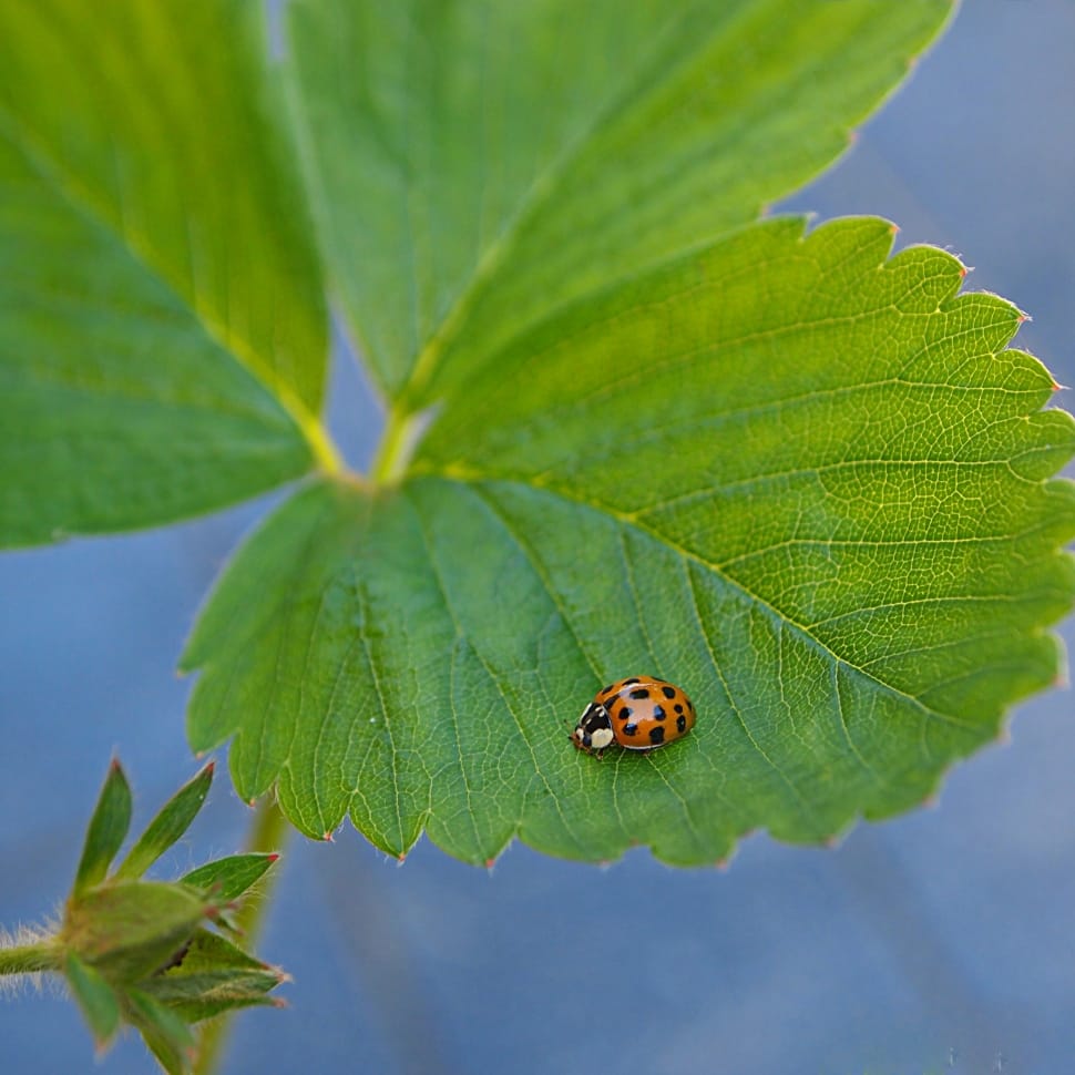 close up photography of ladybug on green leaf preview