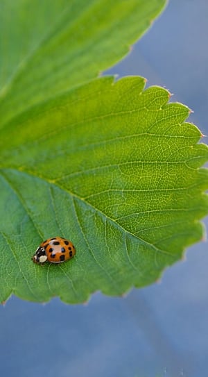 close up photography of ladybug on green leaf thumbnail