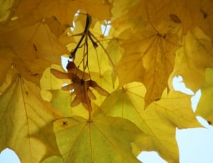 autumn leaf thumbnail