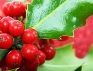 red mistletoe thumbnail