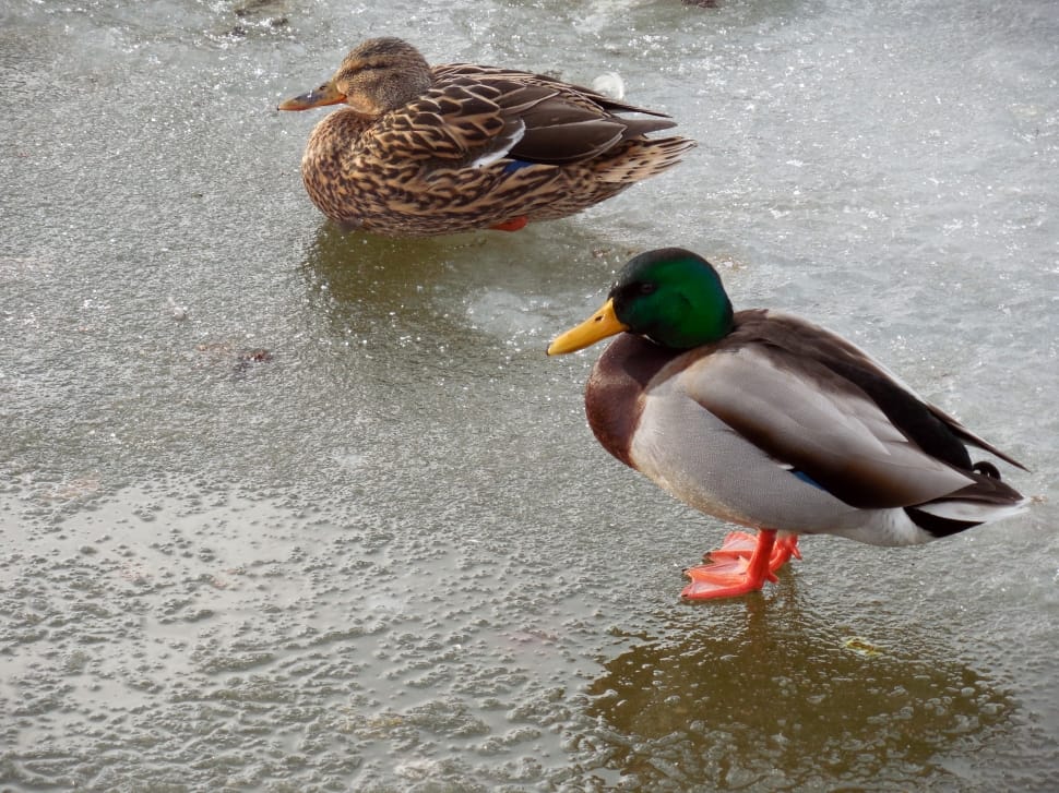 male and female mallard duck preview