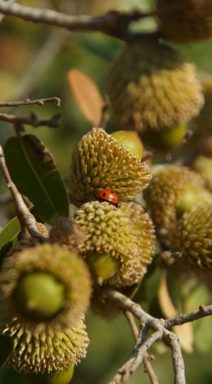 spotted ladybug and green fruit thumbnail