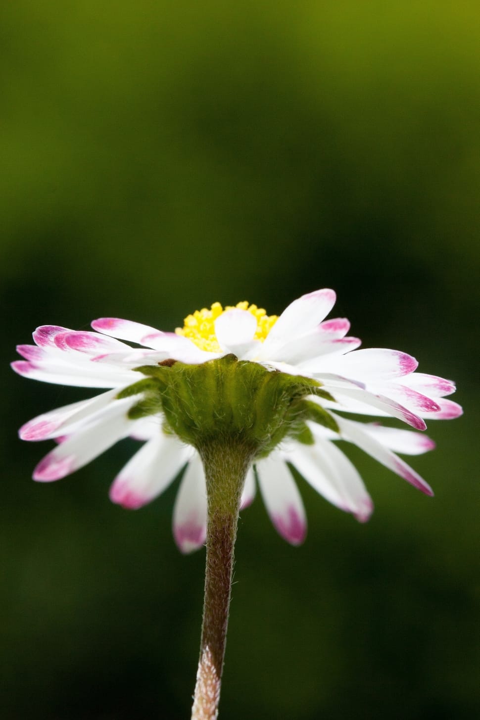 white yellow and pink flower preview