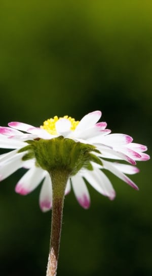 white yellow and pink flower thumbnail