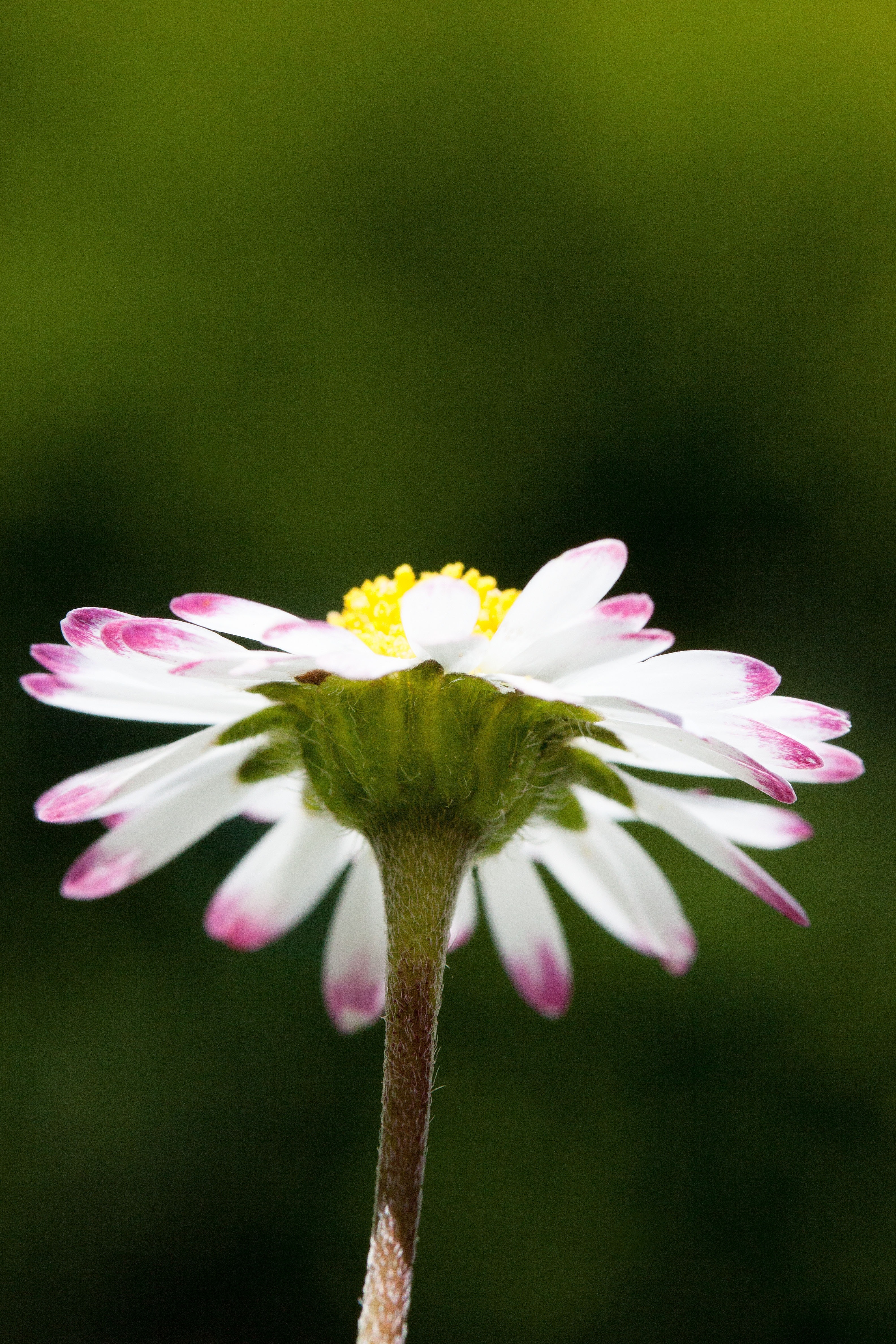 white yellow and pink flower