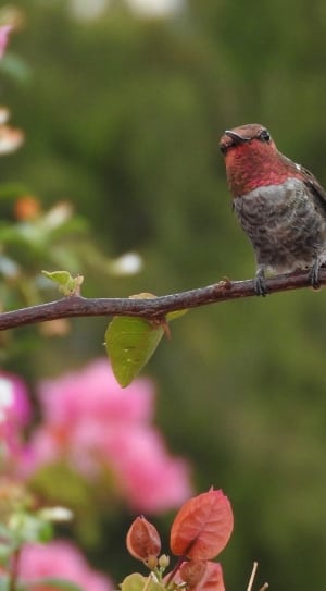 brown and red hummingbird thumbnail
