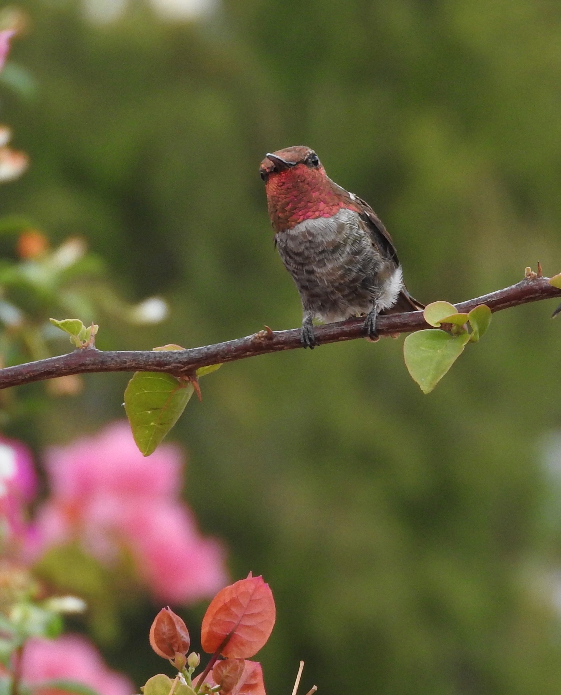 brown and red hummingbird