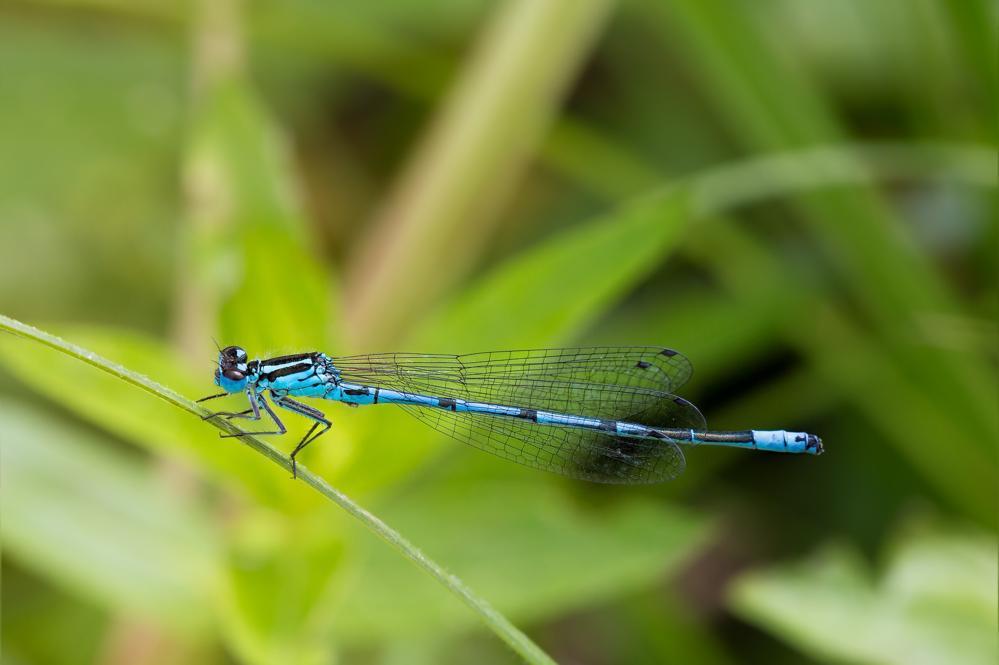 blue and black dragonfly