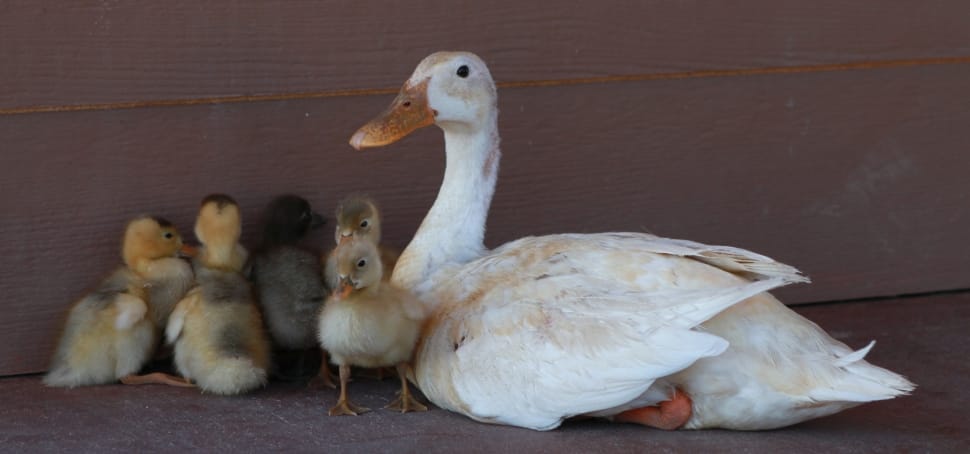 white goose and chicks preview