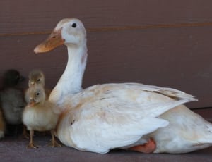white goose and chicks thumbnail