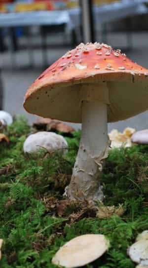 close-up photo of mushroom on green moss thumbnail